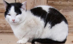 Katze Bauernhaus, Norm und Mass AG
